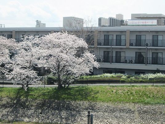 桜と建物の外観  