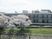 桜と建物の外観  