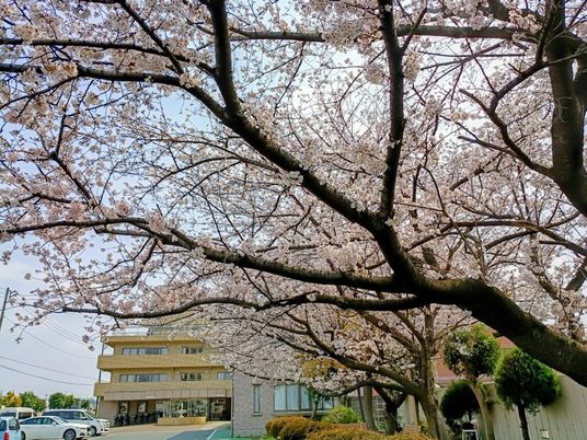 桜と建物の外観  