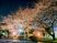 夜桜の中庭  