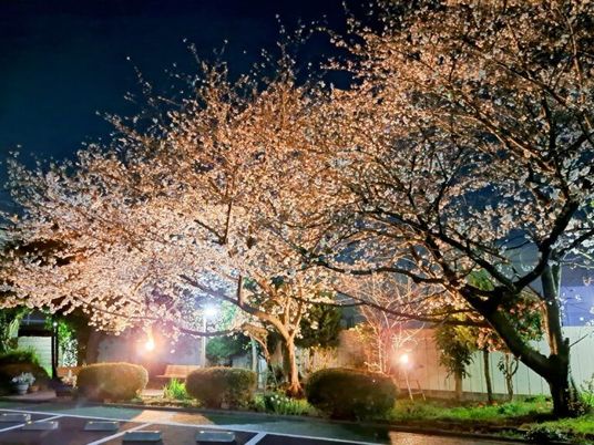 夜桜の中庭  