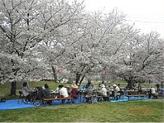 桜の下での集い
