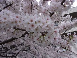 桜満開の中庭景色