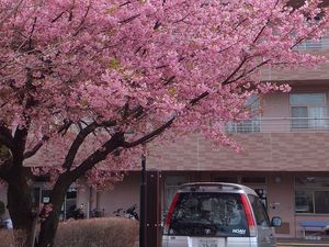 桜と建物の外観  