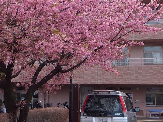 桜と建物の外観  