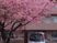 桜と建物の外観  