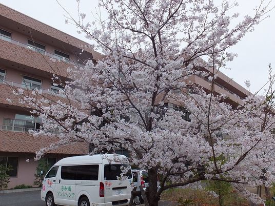 桜と送迎車の外観  