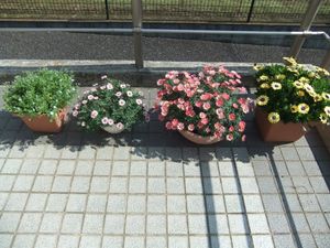 花の並ぶテラス  