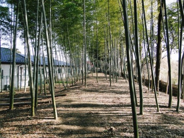 緑豊かな中庭 竹林 緑に囲まれた中庭は、心身のリフレッシュに最適な空間です。自然の息吹を感じながら、のんびりと過ごせる場所がここにあります。