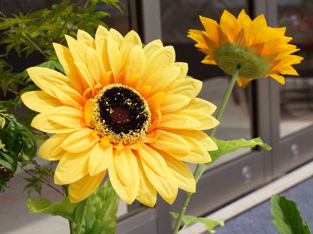 黄色のヒマワリの装飾 花 エントランスに飾られた明るく美しいヒマワリが、訪れる皆様を温かく迎えています。日々の暮らしに彩りを添えてくれる細やかな配慮が感じられます。