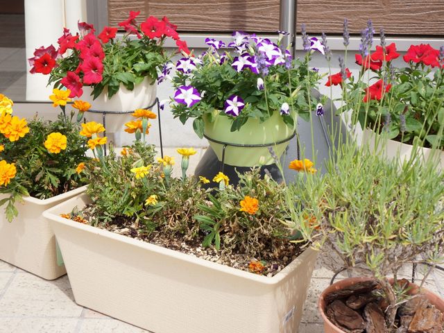 カラフルな花が咲く中庭 花 中庭には様々な花が育てられ、季節の移り変わりを感じられる空間です。日々の憩いの場としてご利用できます。