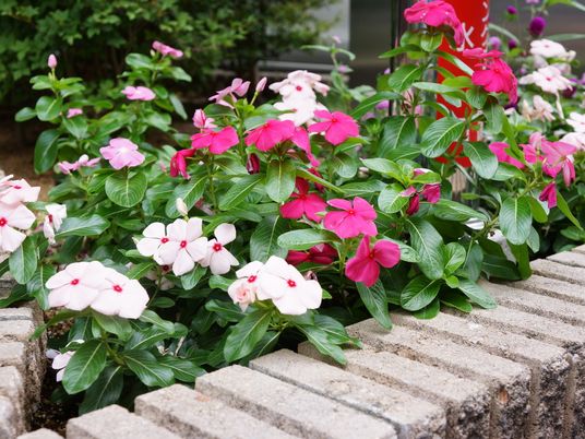 色とりどりの花を添えた庭