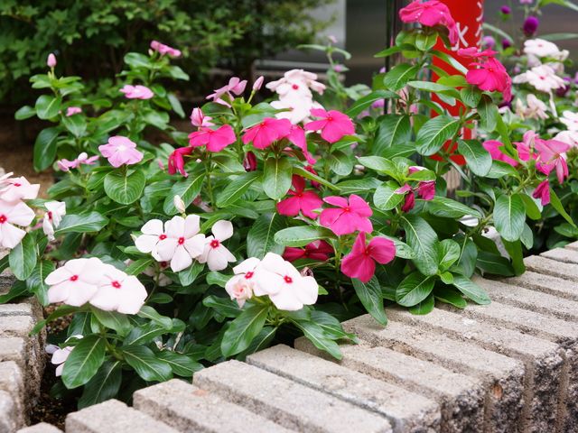 色とりどりの花を添えた庭 手入れが行き届いた花々が、訪れる方々を明るく迎え入れます。自然に囲まれた空間で、心を和ませてください。