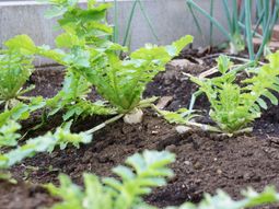 新鮮な野菜の成長