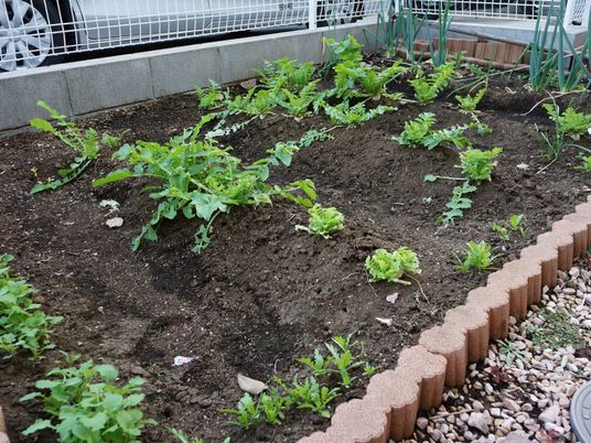中庭の緑あふれる植栽