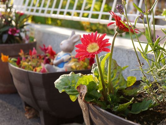 色鮮やかな中庭の花
