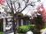 桜と緑のある中庭  