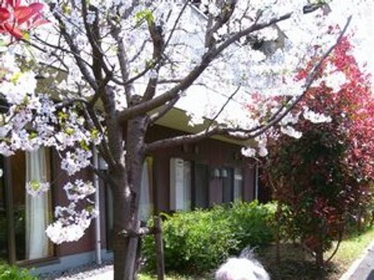 桜と緑のある中庭  