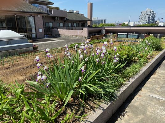 屋上庭園の花壇  