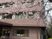 桜に囲まれた建物外観  