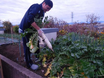 畑で野菜を収穫する様子