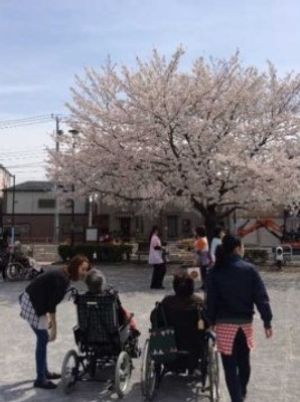桜の下の散策コース