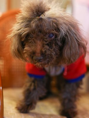 茶色い犬が座っている