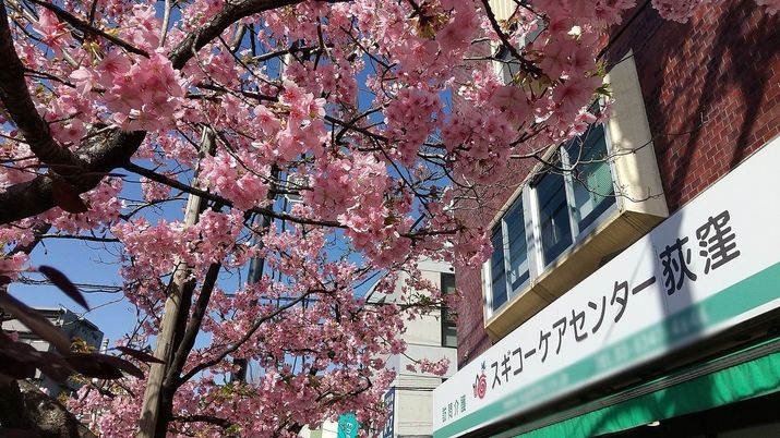 桜並木と建物の外観
