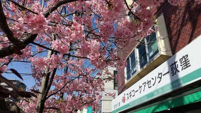 桜並木と建物の外観
