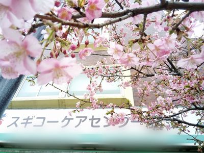 建物看板の桜
