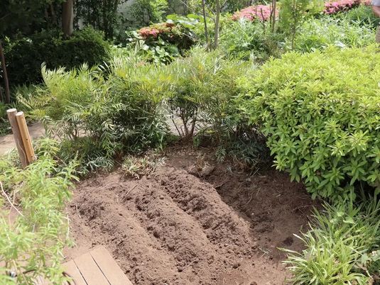 中庭の植栽  