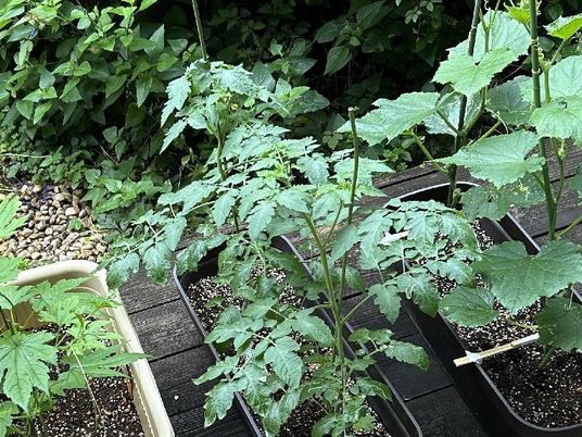 植栽のある庭  