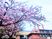 桜に彩られた外観  