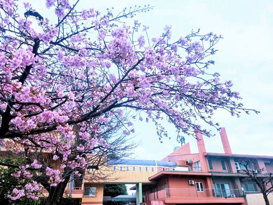 桜に彩られた外観  