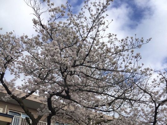 桜の咲く施設外観  