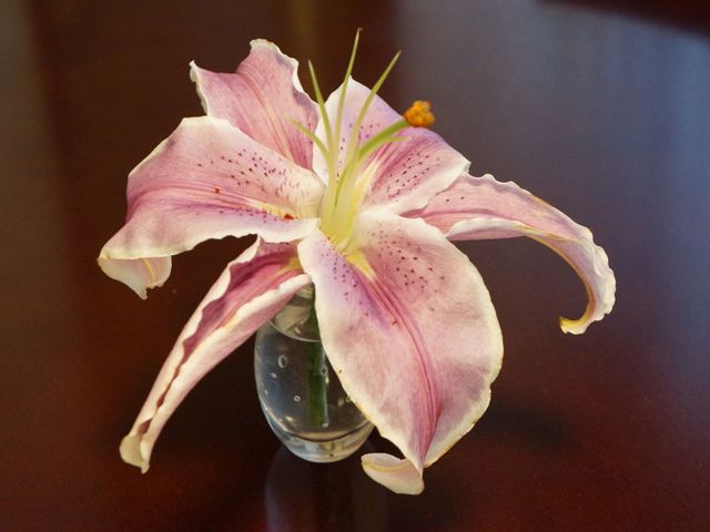 カサブランカの一輪挿し 花 心落ち着くリビングのアクセントとして、美しいカサブランカがテーブルを飾っています。ゆとりある空間でのくつろぎの一時をご提供いたします。