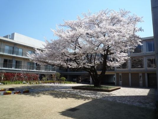 桜が咲く中庭風景