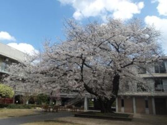 中庭の桜と建物  