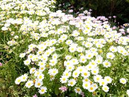 満開の花々の中庭