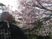 老人と桜の中庭