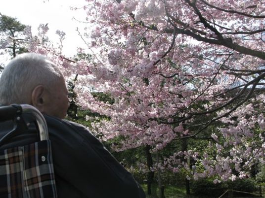 老人と桜の中庭