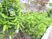 緑豊かな中庭の植物