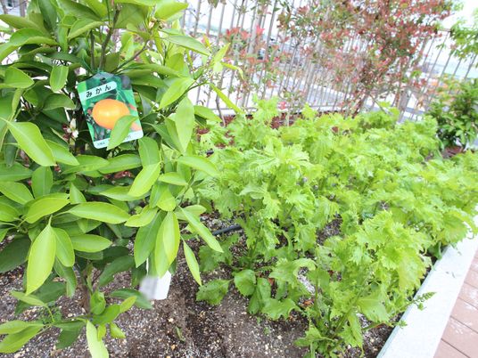 緑豊かな中庭の植物