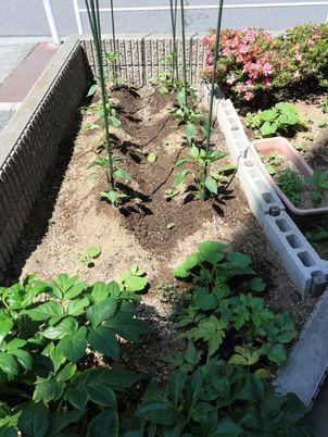 苗植えの行われた庭