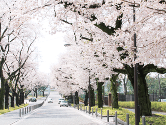 桜並木の風景