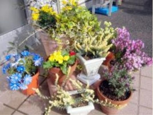 色とりどりの花々の鉢植え