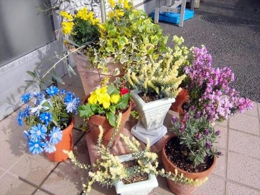 色とりどりの鉢植え