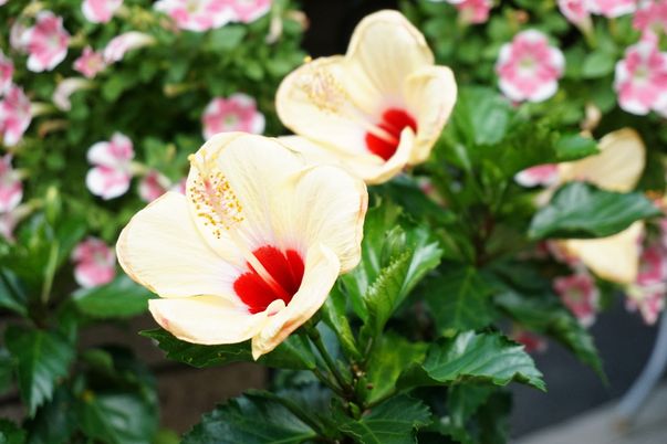 中庭の鮮やかな花