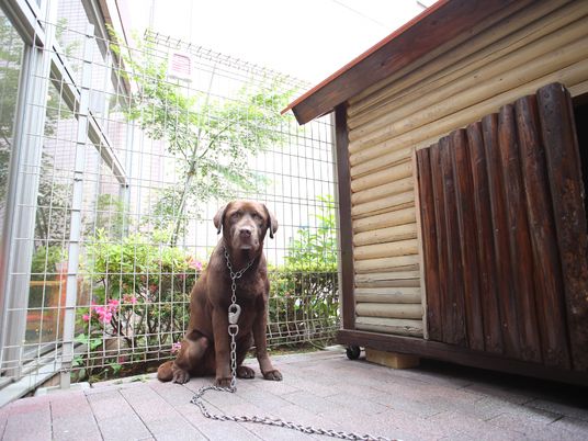 犬が座る屋外スペース
