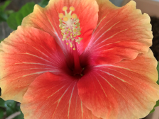 ハイビスカスの花 庭 鮮やかなハイビスカスが庭を彩ります。自然に囲まれた環境で、心地よく働けます。